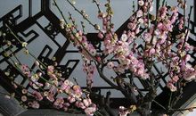 相思一夜梅花发，忽到窗前疑是君。