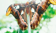 哲理故事素材：蝴蝶破茧的启示_300字