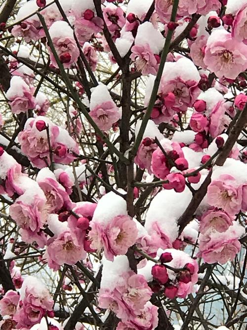 吹雪的风更加令人敬畏，花朵最浓。