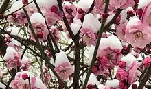 雪虐风饕愈凛然，花中气节最高坚。