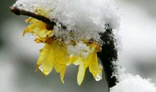 冰骨清寒瘦一枝。玉人初上木兰时。