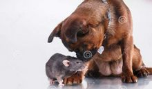 老鼠同狗的商量