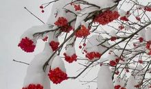 梅雪争春未肯降，骚人搁笔费评章。