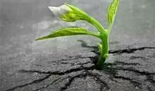 坚强的生命_300字