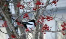 雪花全似梅花萼。细看不是雪无香，天风吹得香零落。