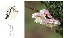 百花头上开，冰雪寒中见。