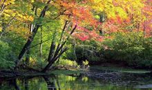 聆听大自然_500字