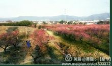 两岸月桥花半吐。红透肌香，暗把游人误。