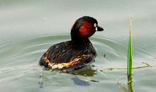 水中的“小精灵”_700字