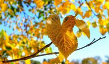 迷人的秋天_350字