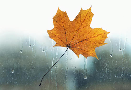 雨·枫叶_500字