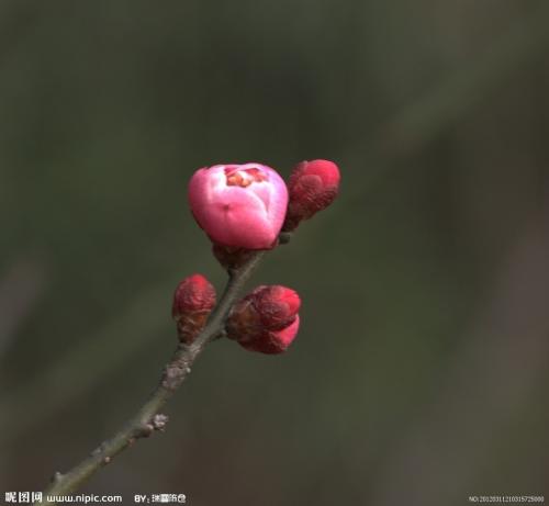 Chimonanthus _400个单词的自述文件