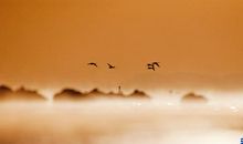 五月有奖征文：最美的春天_1200字