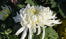 我最喜爱的花_500字