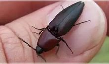 这脑袋里一定有虫_450字