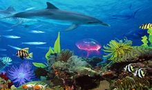 游圣亚海底世界_1000字