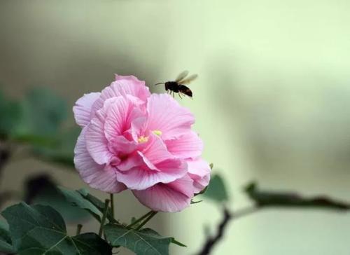 回忆就像珍珠一样800字