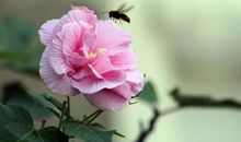 记忆犹如一颗颗珍珠_800字