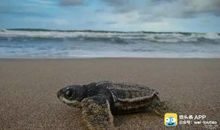 我发现了乌龟的秘密_650字