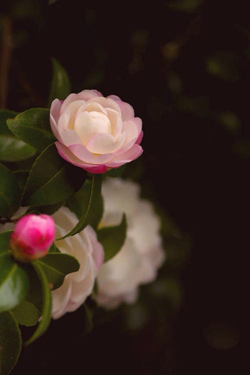 多少花bloom_400字