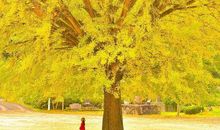 浅夏，风会记得流年那一抹记忆的纯香_750字