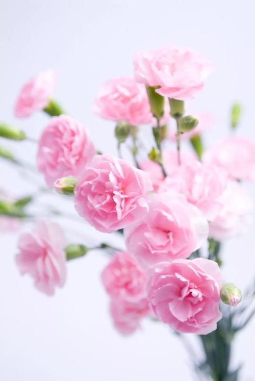 母爱的芬芳_800字