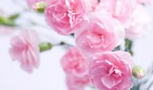 母爱的芬芳_800字