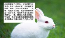 我家的小白兔_350字