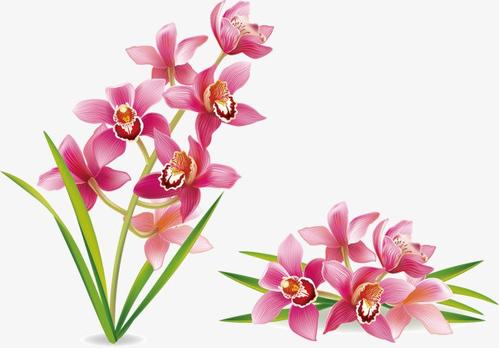 玉兰花_650个单词