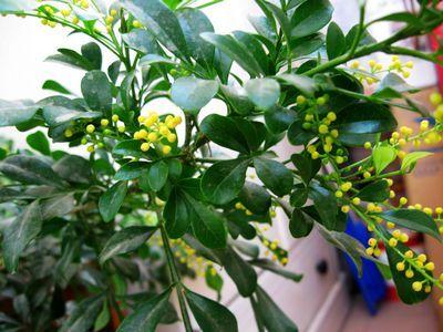 我的米兰花_300字