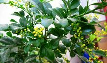 我家的米兰花_300字