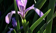 心爱的马兰花_700字