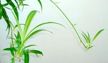 我家的兰花_550字