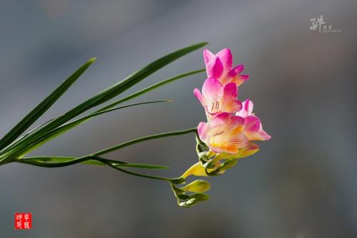 小麦兰花_500字