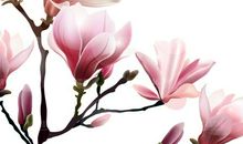 美丽的玉兰花_250字