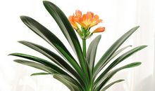 坚强的紫兰花_600字