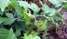 我发现树叶变色的秘密_350字