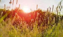 丰收的季节_600字