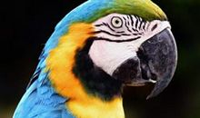 有趣的小家伙——鹦鹉_750字