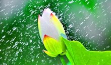 野桥梅几树，并是白纷纷。