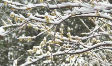 日暮诗成天又雪，与梅并作十分春。