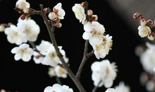 雪里已知春信至。寒梅点缀琼枝腻。