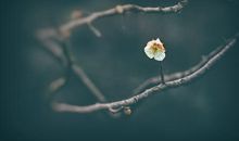 春近寒虽转，梅舒雪尚飘。