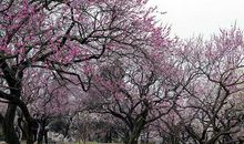 雪后燕瑶池，人间第一枝。