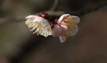 今岁早梅开，依旧年时月。