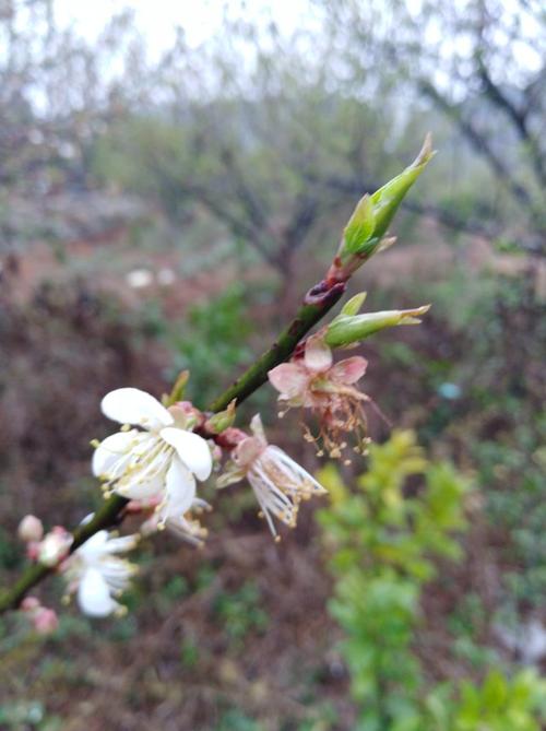 玉姑的忧郁雾，冰子有自己的仙风。