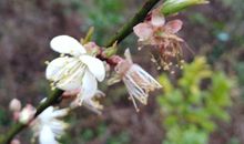 玉骨那愁瘴雾，冰姿自有仙风。