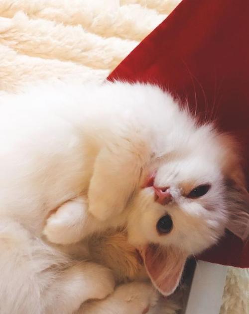 小狗和小猫500字