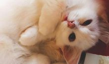 小狗与小猫_500字