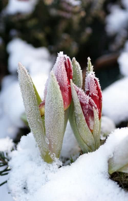 雪月最合适，梅雪绝对清晰。